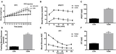 High-Intensity Interval Training Restores Glycolipid Metabolism and Mitochondrial Function in Skeletal Muscle of Mice With Type 2 Diabetes